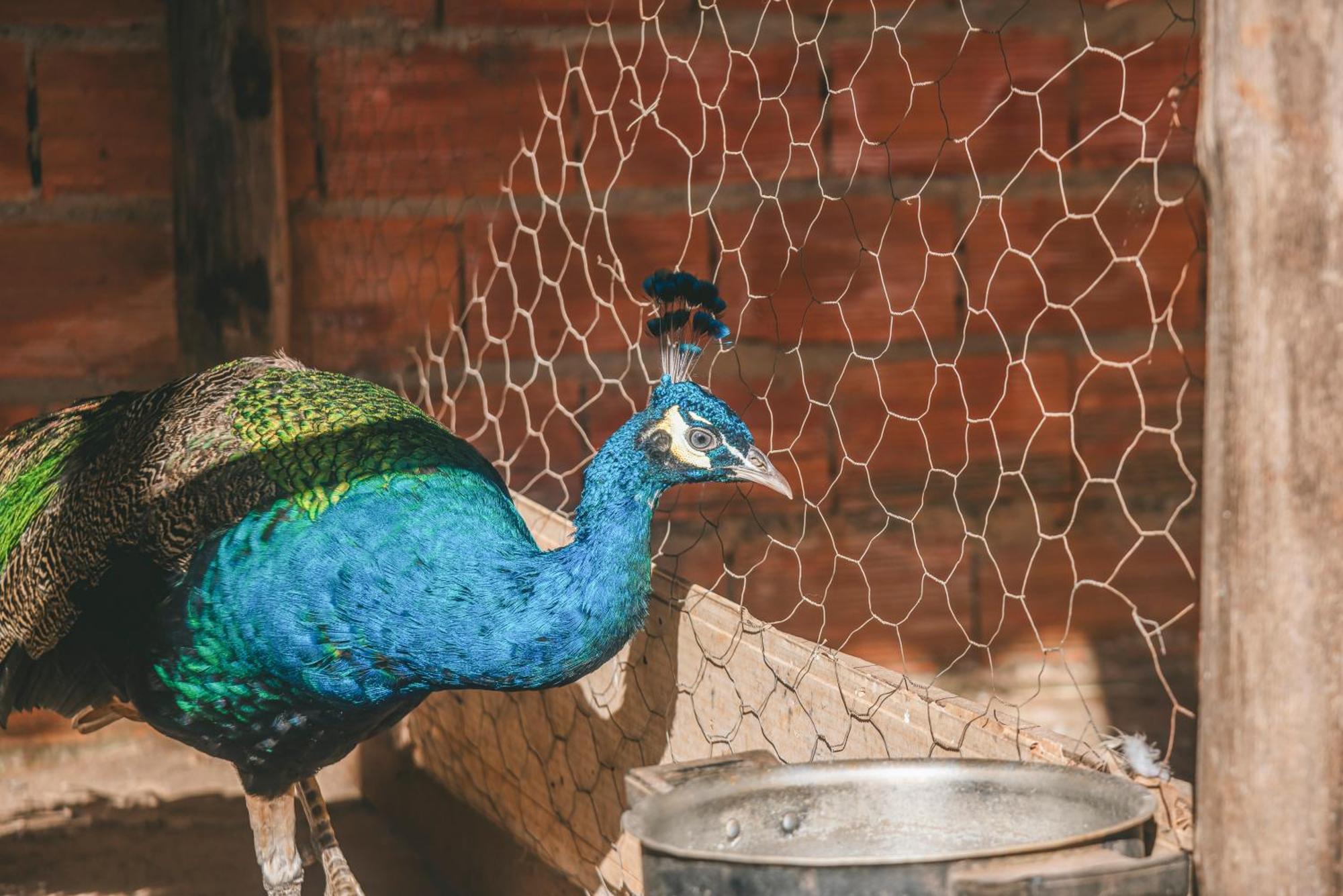 Hotel Fazenda Reviver Araçoiaba da Serra Exteriér fotografie